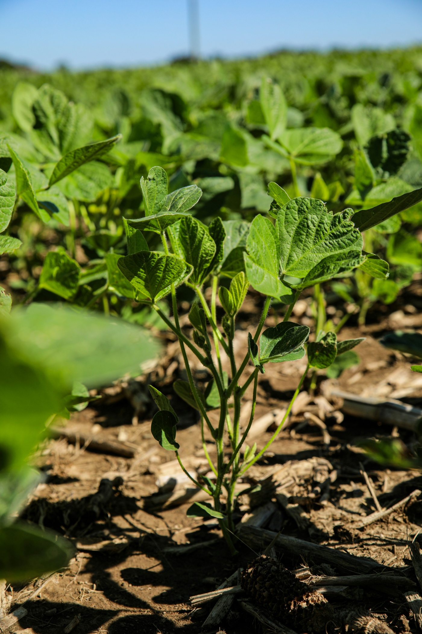 Soy beans in field